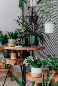 Close-up of vibrant potted plants arranged on a rustic wooden shelf.