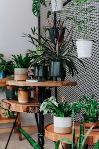 Close-up of vibrant potted plants arranged on a rustic wooden shelf.