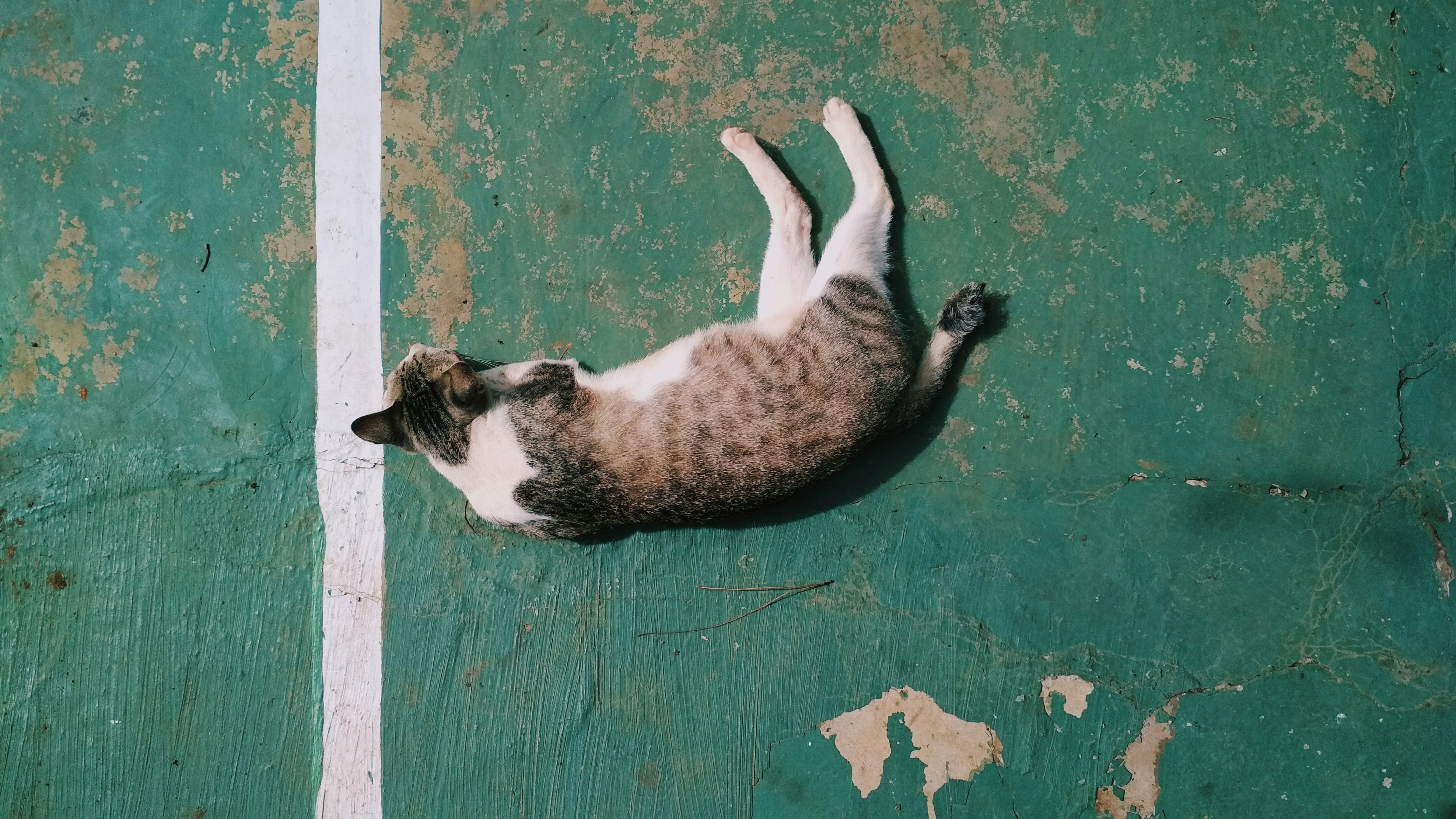 The Future of the Flop (image credits: unsplash)