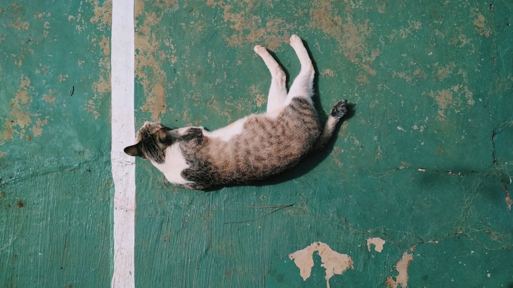 white and black cat lying on green floor