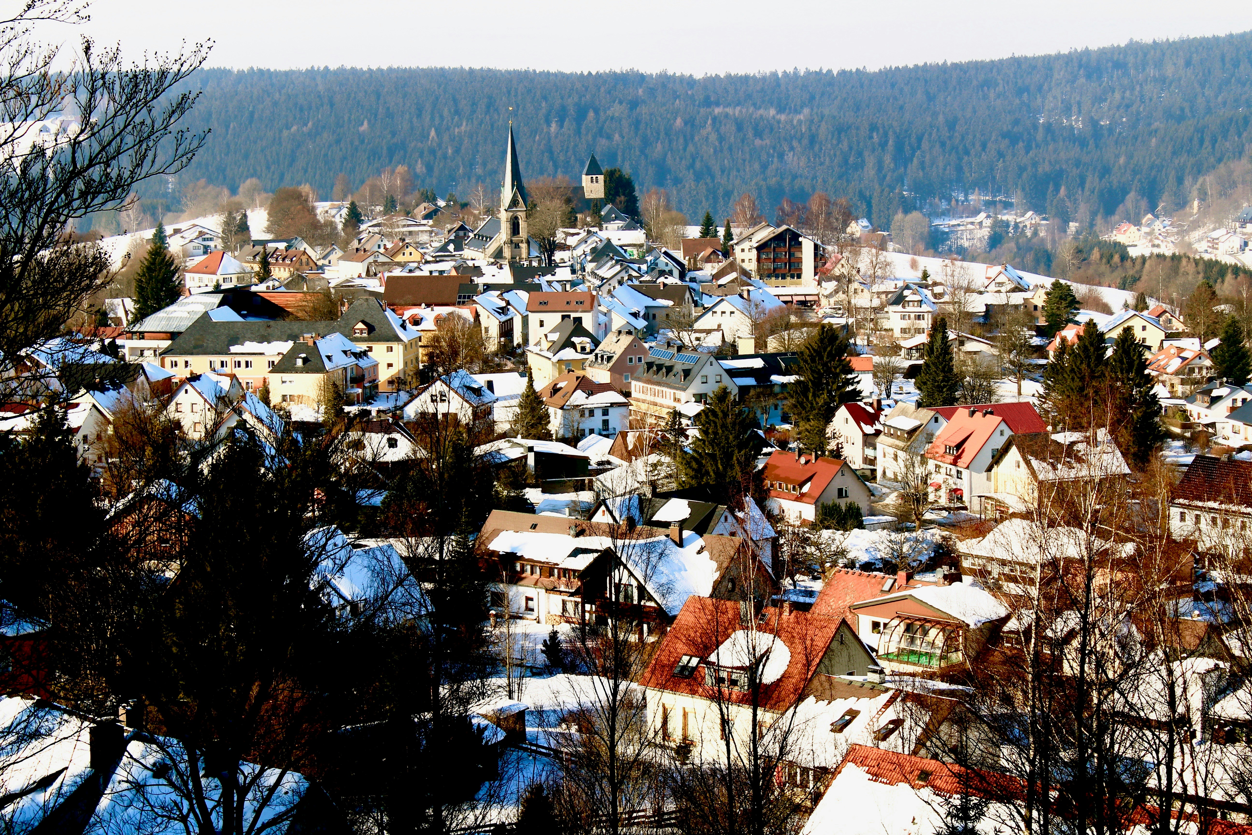 Maisons brunes et blanches près d’arbres verts pendant la journée