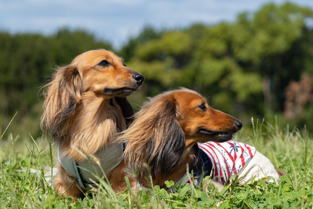 brown long coated dog wearing white and red shirt