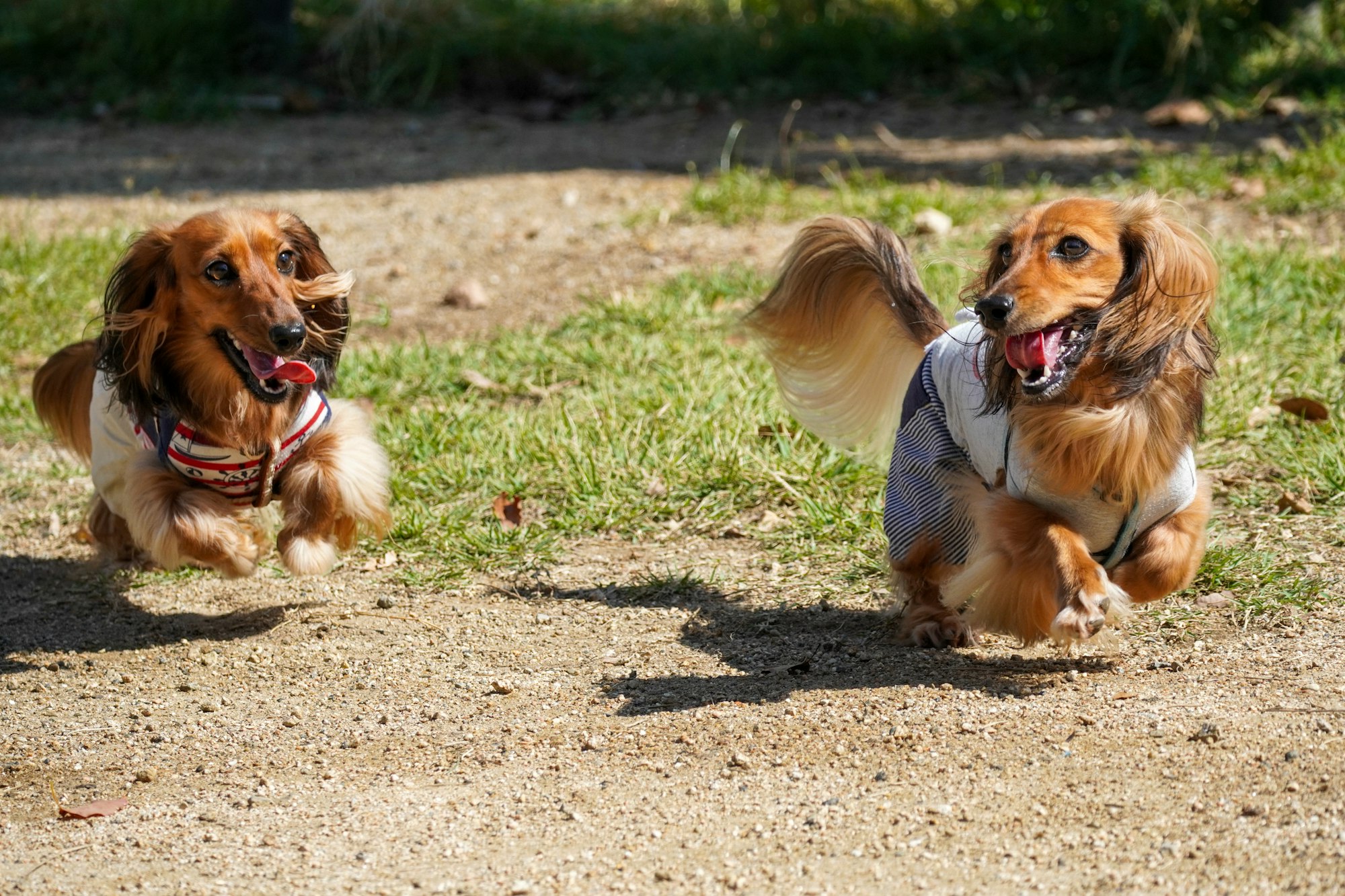 Wire-Haired Dachshund