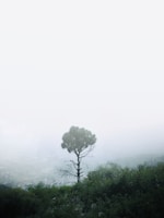 A solitary tree stands prominently in a misty landscape, surrounded by dense foliage. The fog creates a soft, almost dreamlike atmosphere, with the tree silhouetted against a pale, overcast sky.