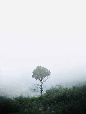 A solitary tree stands prominently in a misty landscape, surrounded by dense foliage. The fog creates a soft, almost dreamlike atmosphere, with the tree silhouetted against a pale, overcast sky.