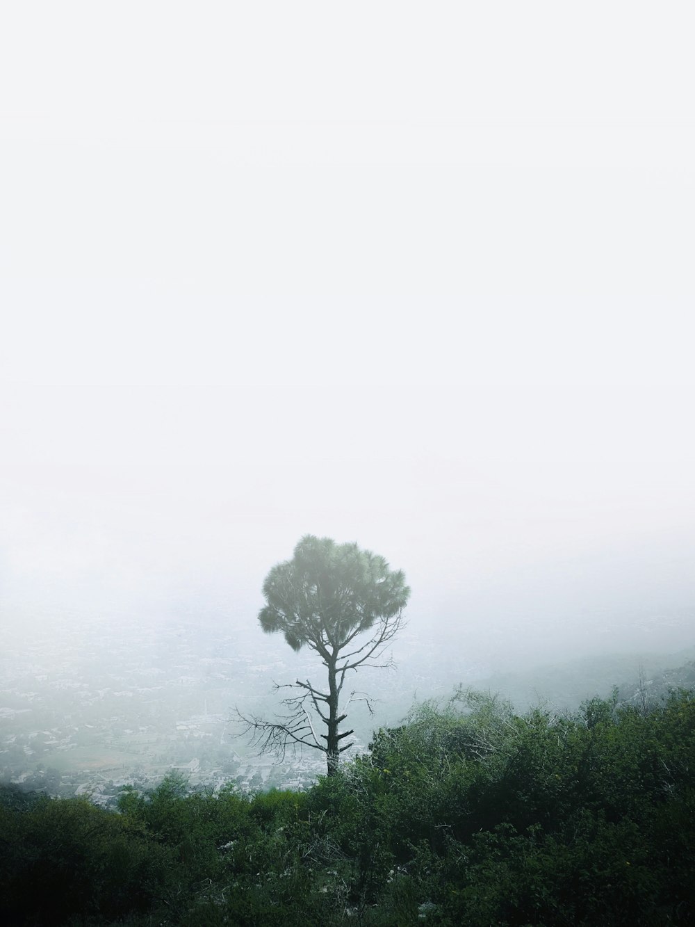 green trees on foggy weather