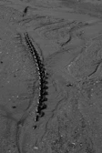 Chains resting on the shore, symbolizing the painful past of captivity.