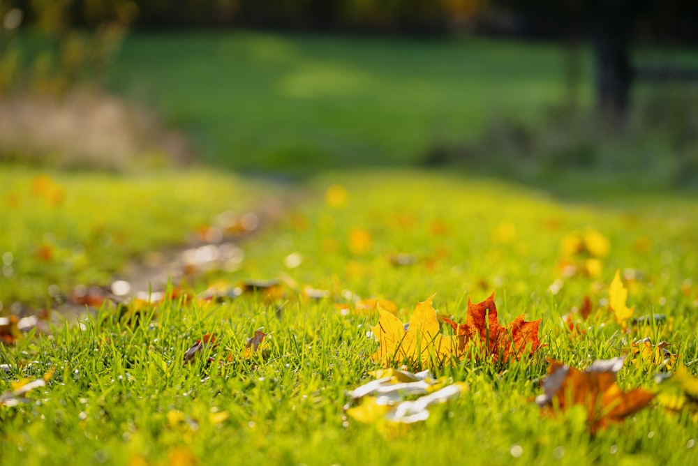 Weiße und gelbe Blüten auf grünem Grasfeld