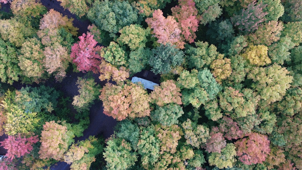 green and brown trees during daytime