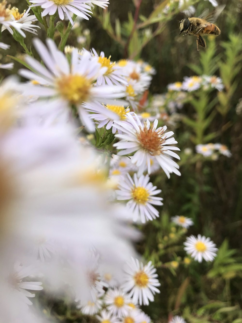 white and yellow daisy flowers