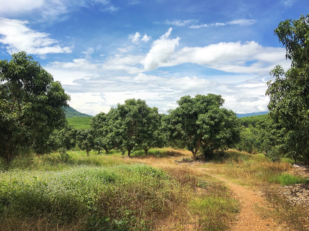 green trees and brown grass field under blue sky and white clouds during daytime