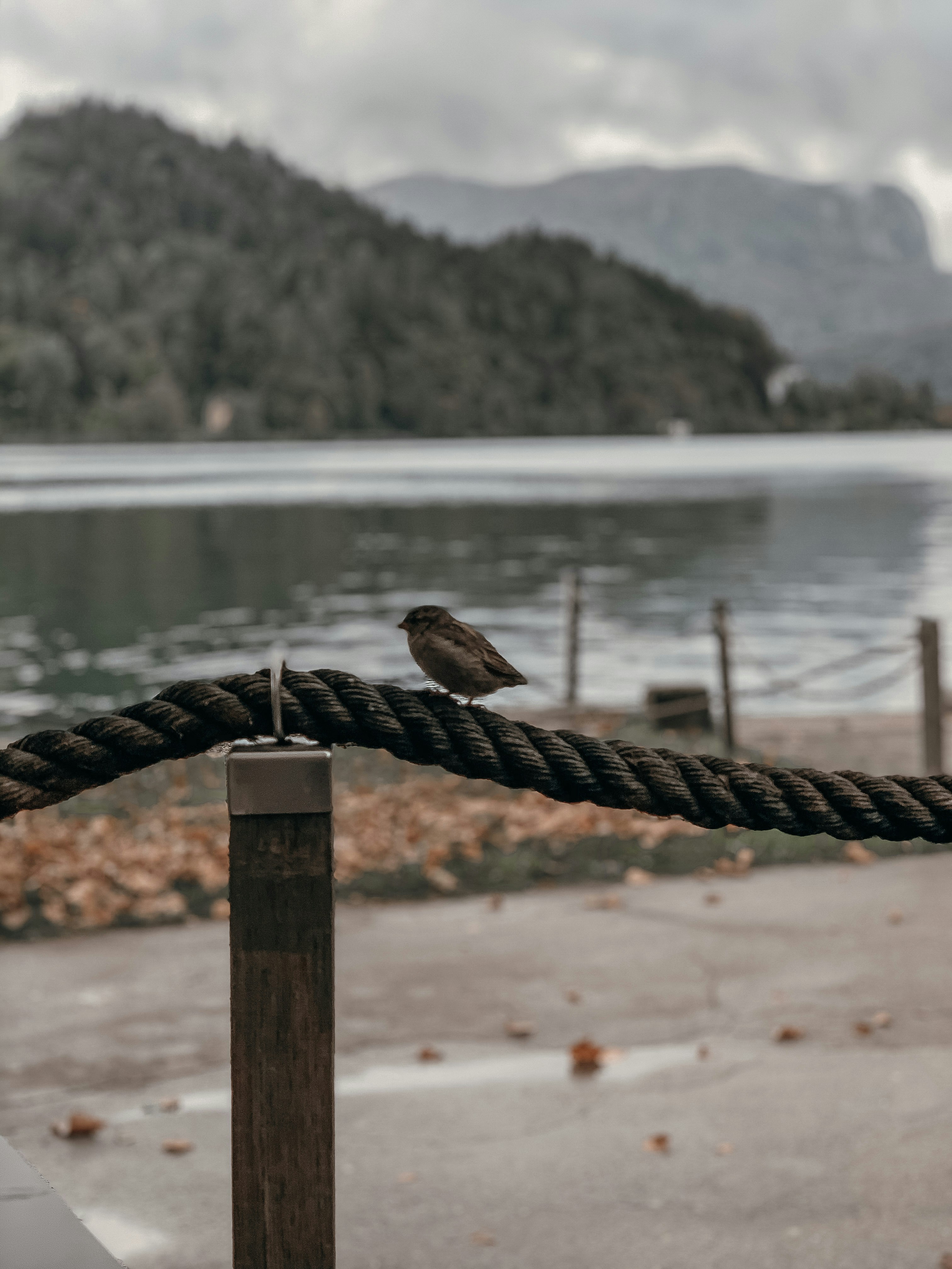 brown bird on brown wooden fence near body of water during daytime