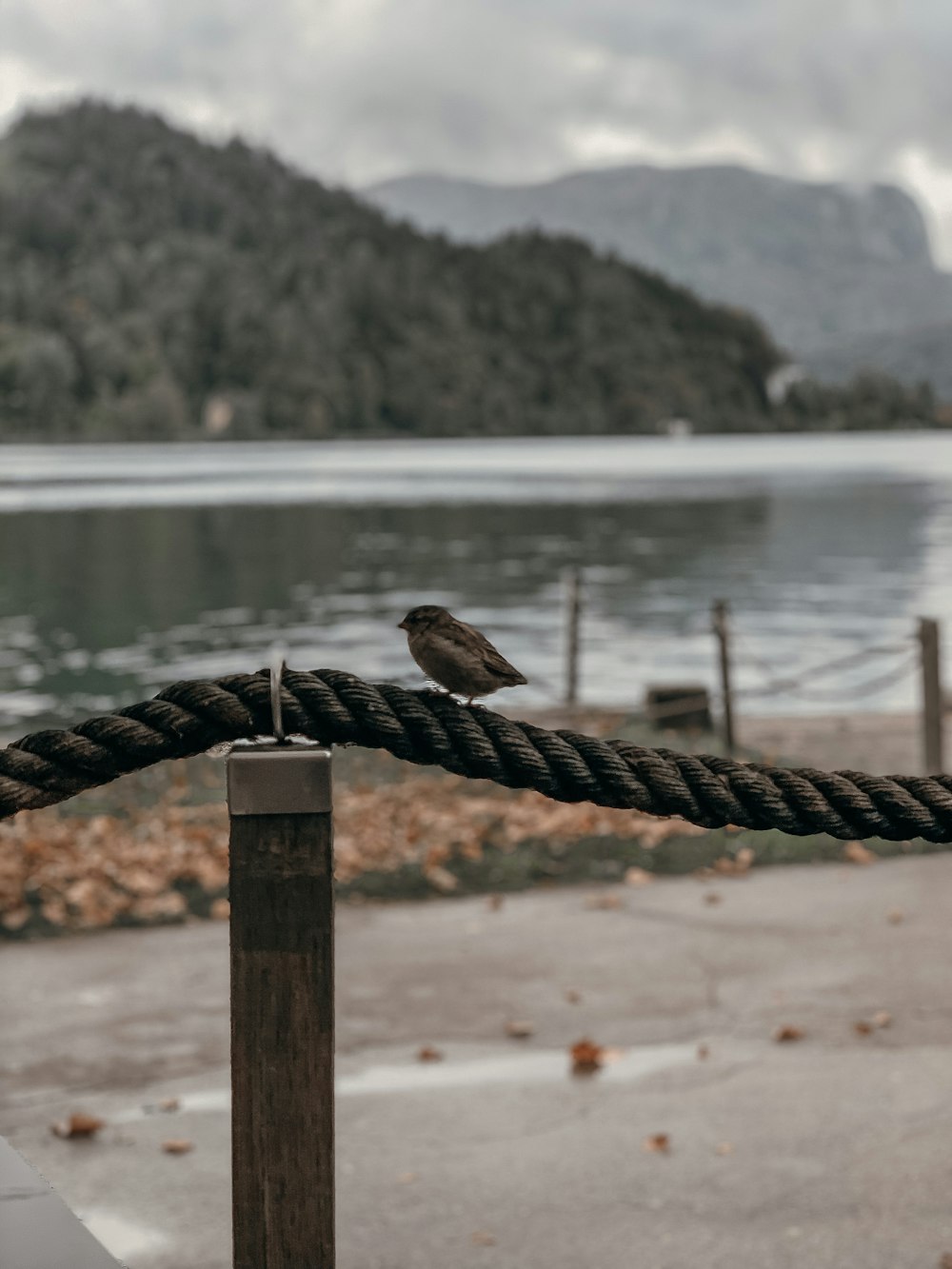 brown bird on brown wooden fence near body of water during daytime