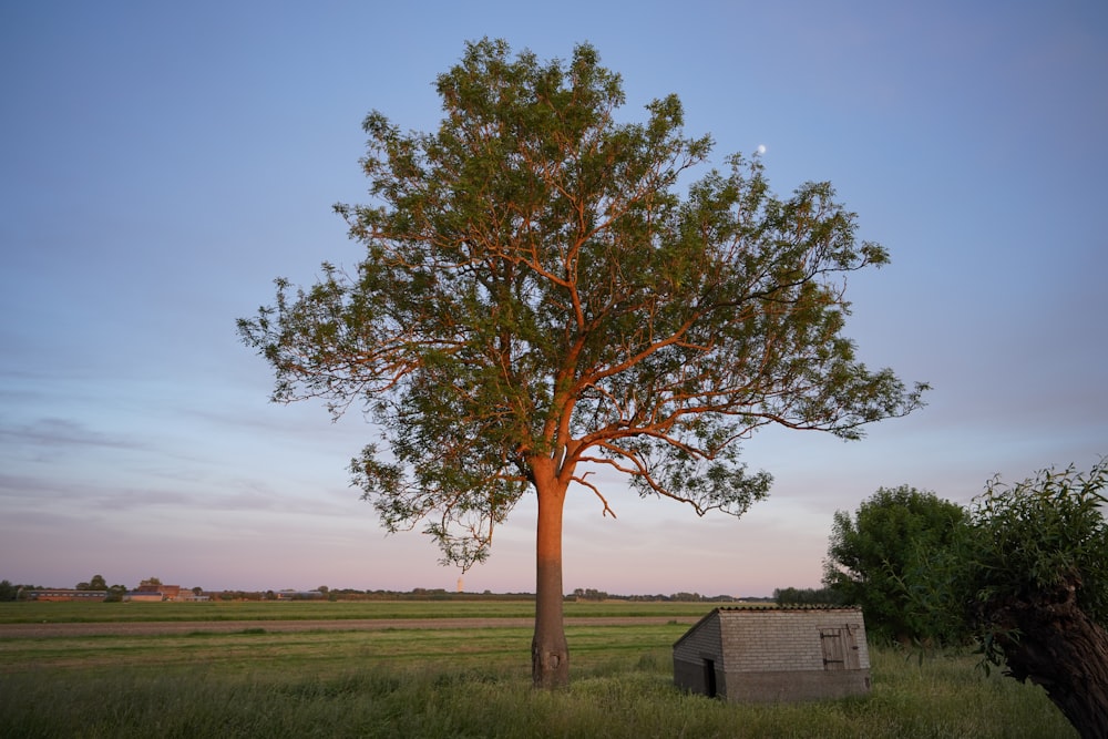 green tree on green grass field during daytime