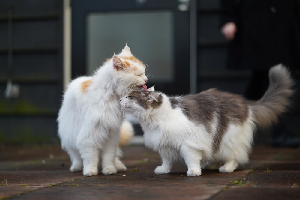 white and brown long fur cat