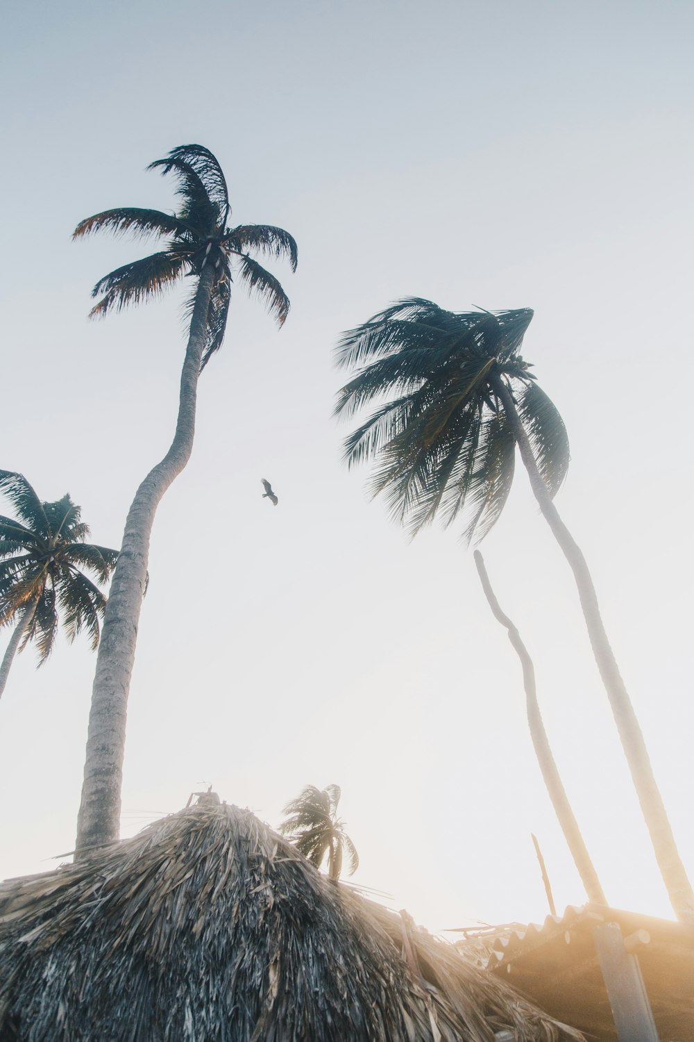 green palm tree under white sky during daytime