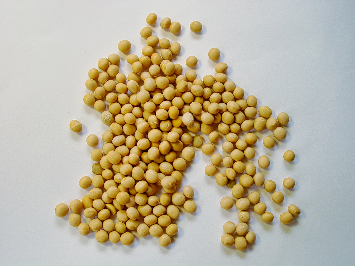 Fresh soybeans