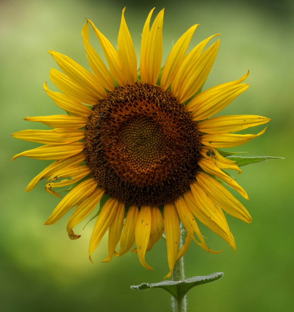 yellow sunflower in bloom during daytime