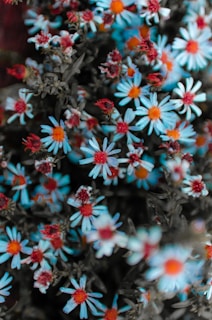 a bunch of small blue and red flowers