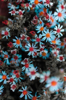 a bunch of small blue and red flowers