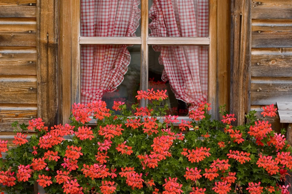 red flowers beside brown wooden window