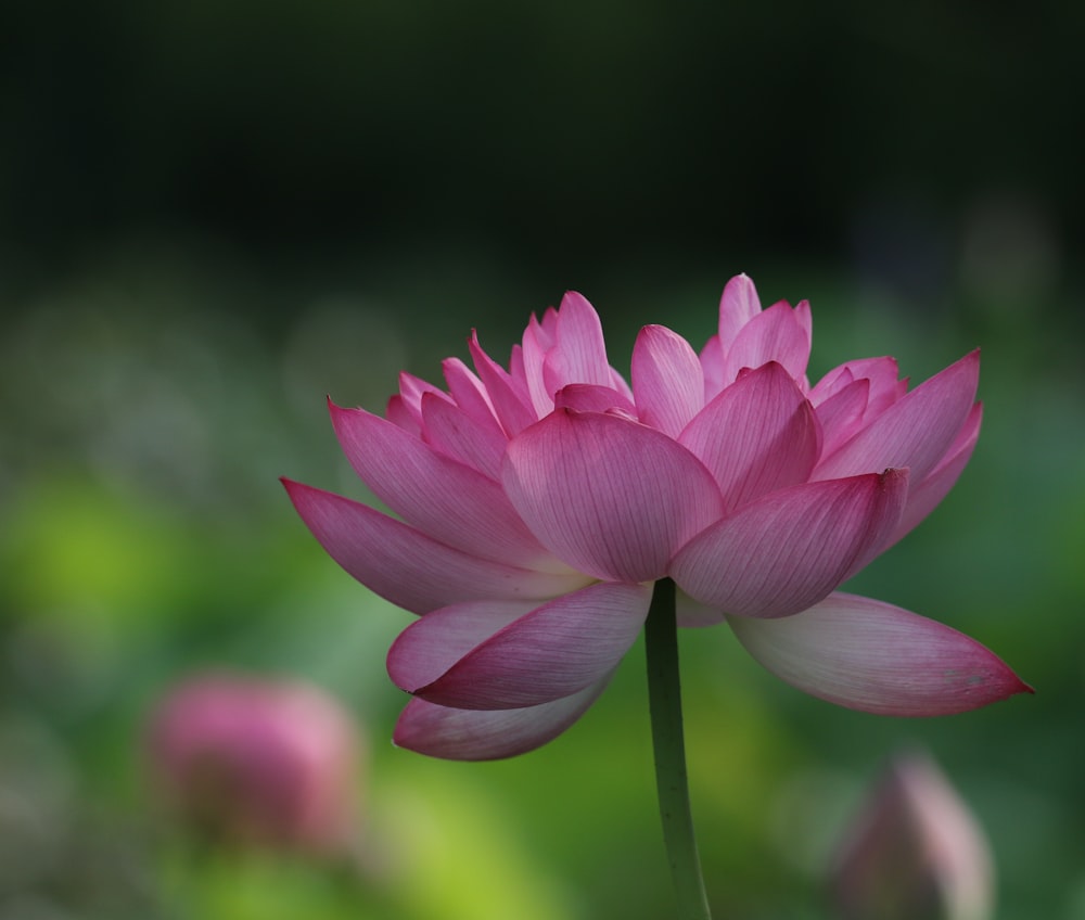 purple crocus in bloom during daytime