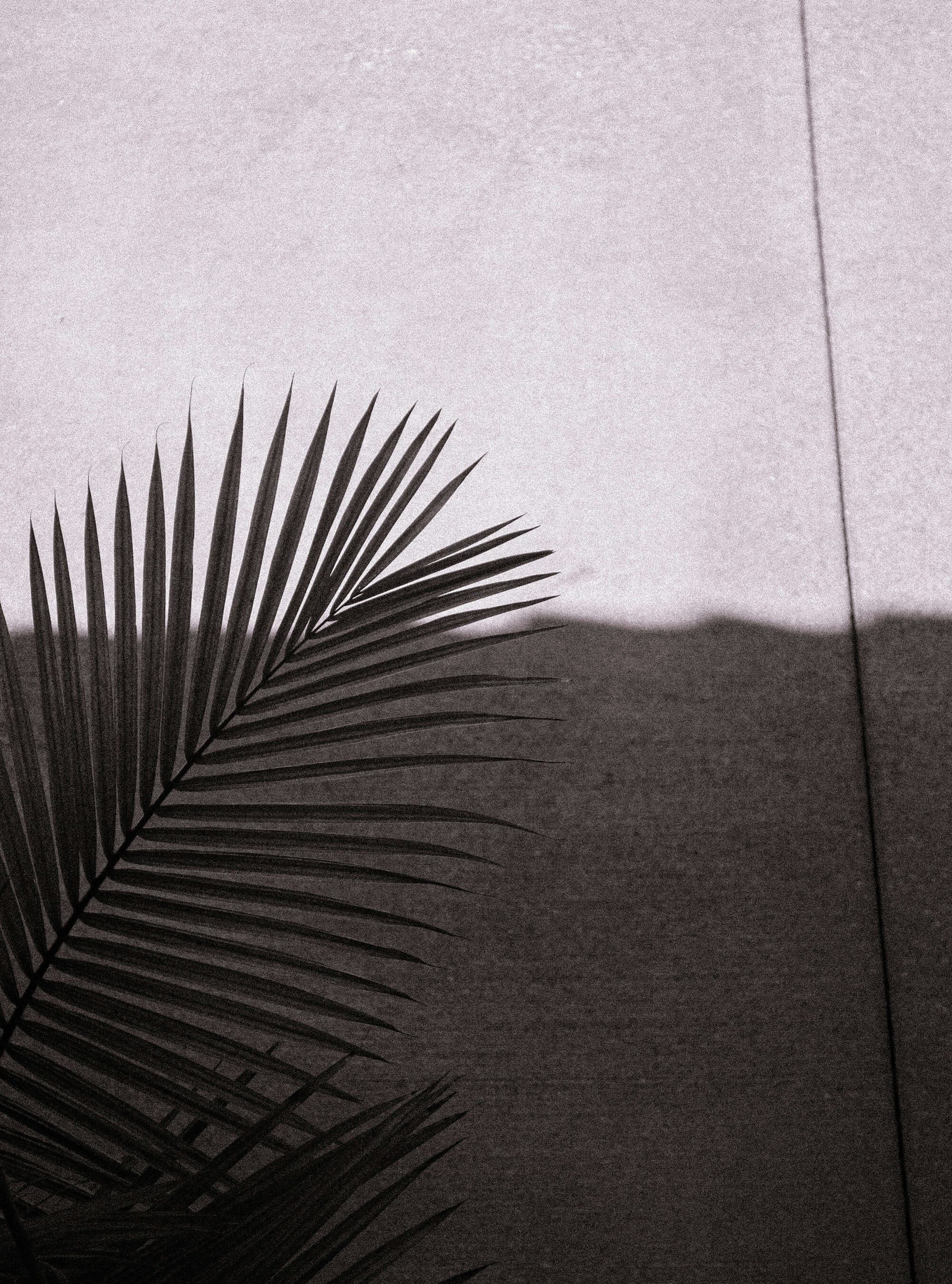 palmera verde sobre superficie marrón