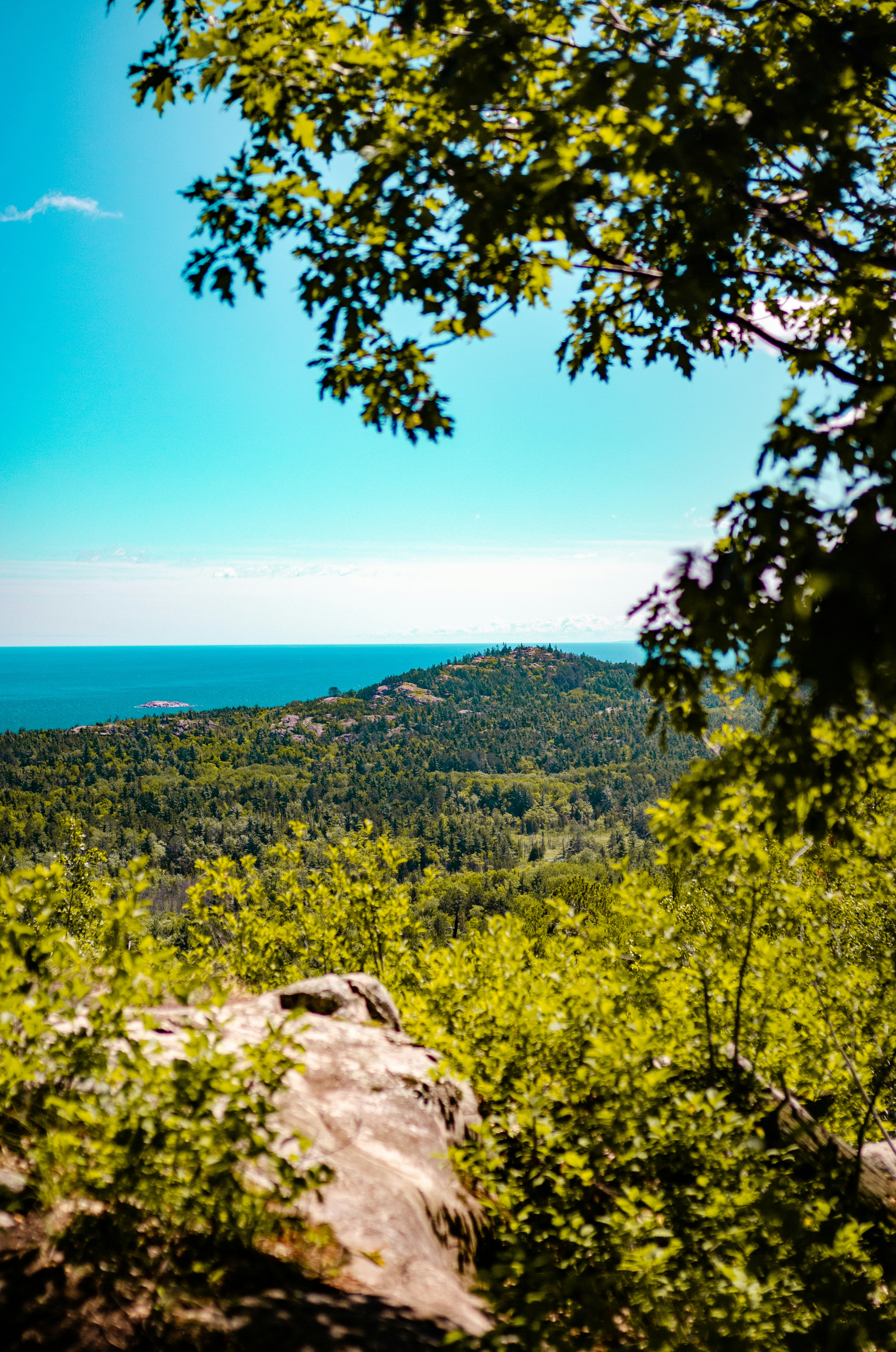 green trees near blue sea under blue sky during daytime