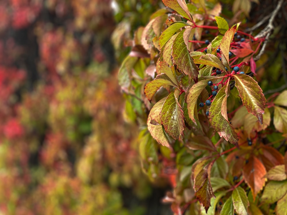 green and brown leaves in tilt shift lens