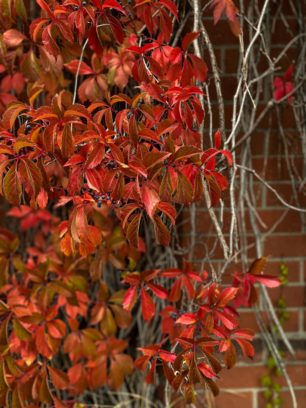 plante à feuilles rouges et vertes