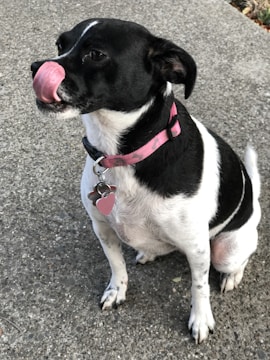 A small dog with a black and white coat is sitting on a concrete surface. It has a pink collar with a heart-shaped tag and is licking its nose with its tongue.