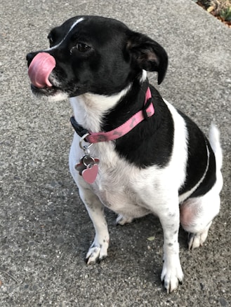 A small dog with a black and white coat is sitting on a concrete surface. It has a pink collar with a heart-shaped tag and is licking its nose with its tongue.