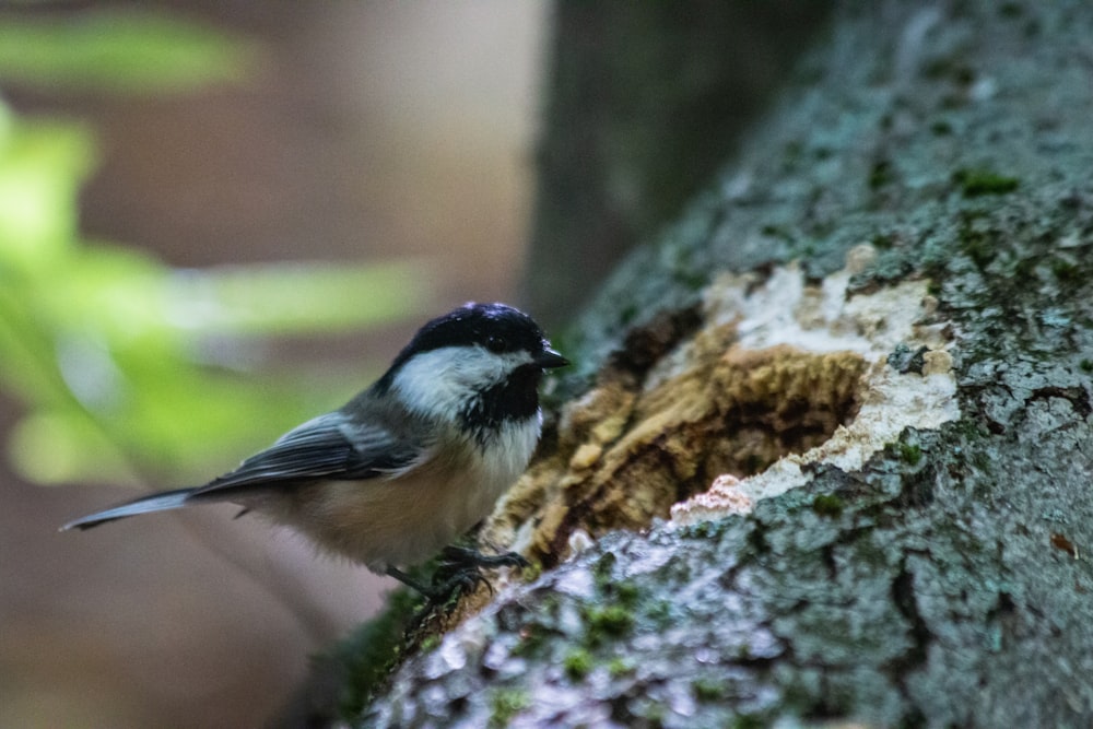 black and white bird on brown tree branch