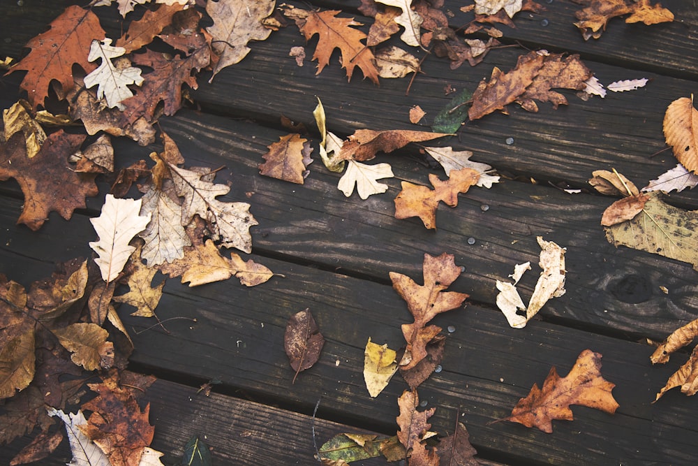 brown dried leaves on brown wooden floor