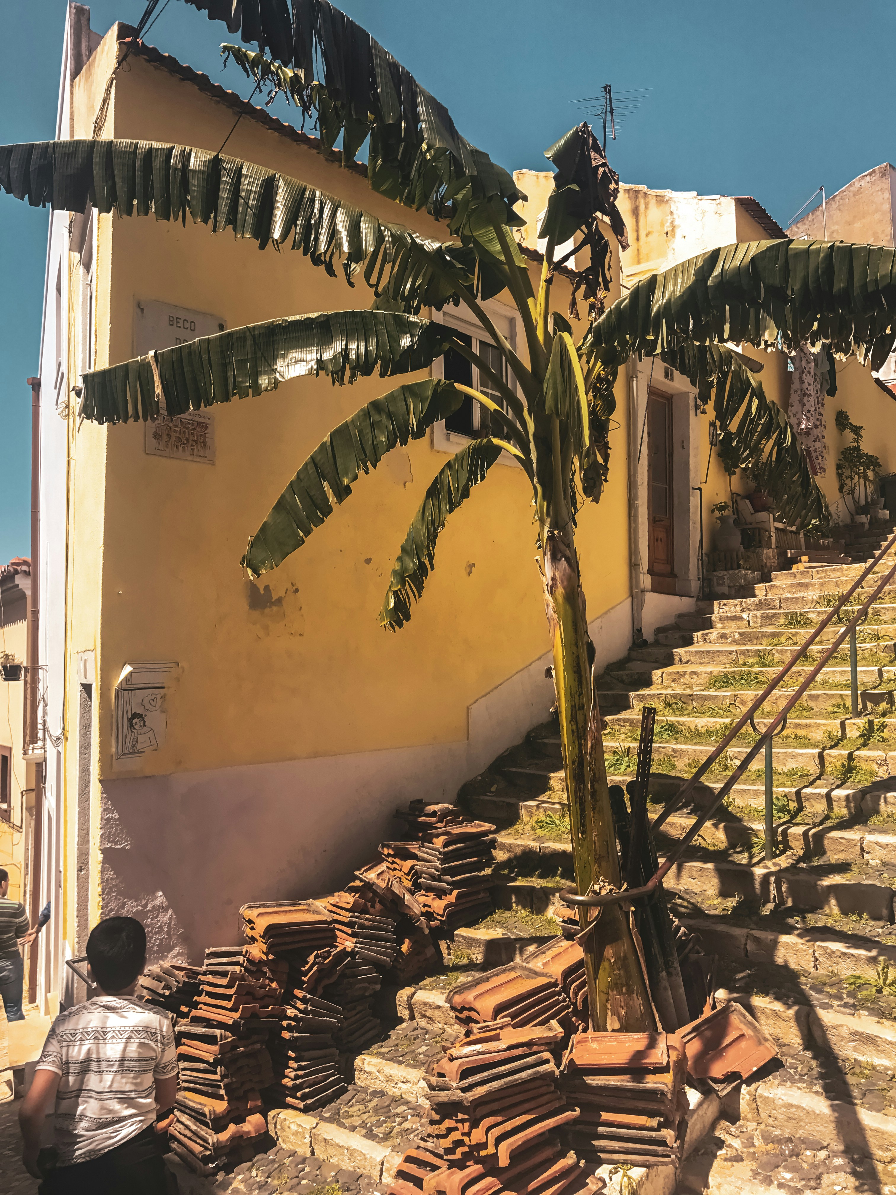 green palm tree near white concrete building during daytime