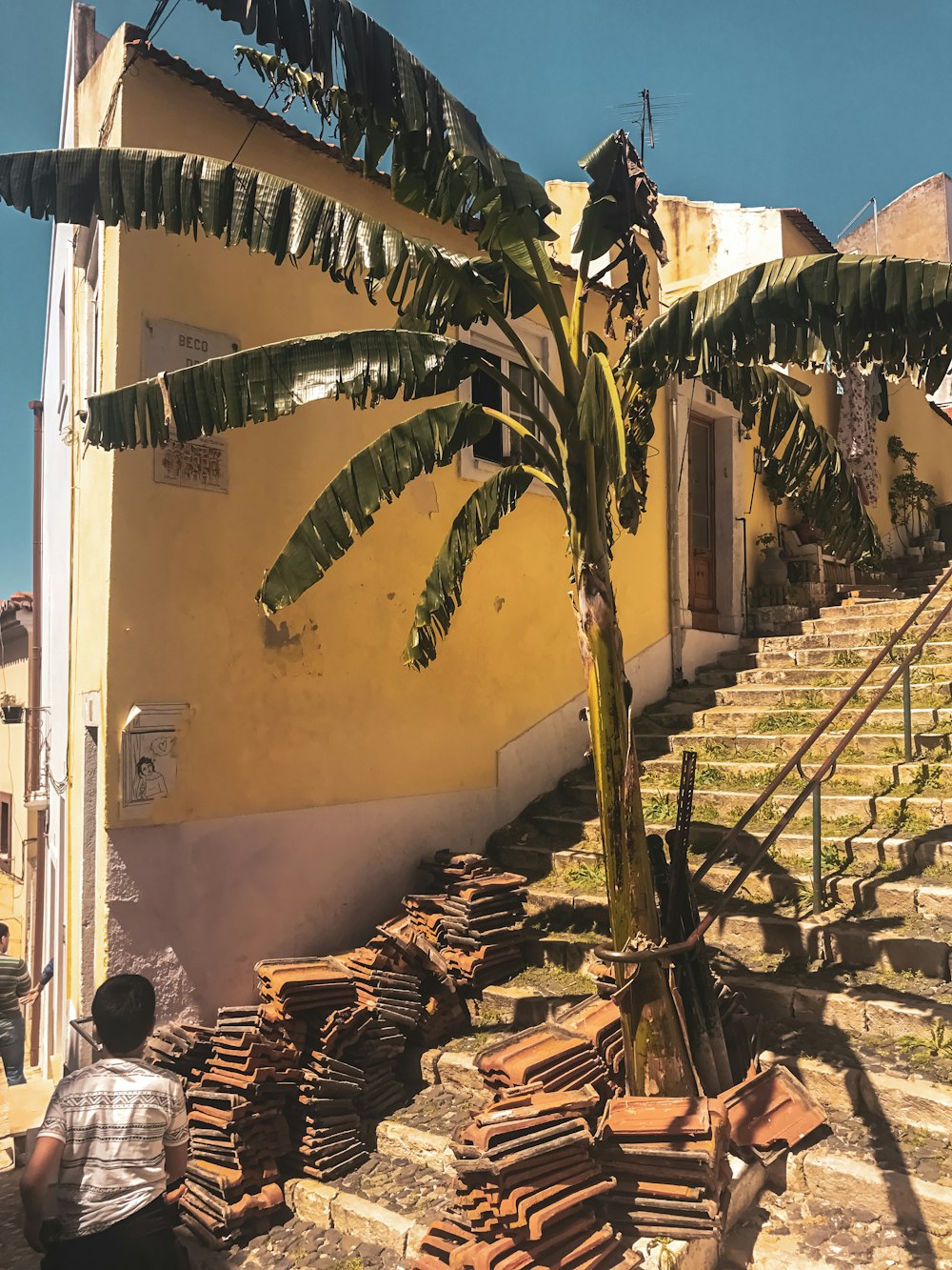 green palm tree near white concrete building during daytime