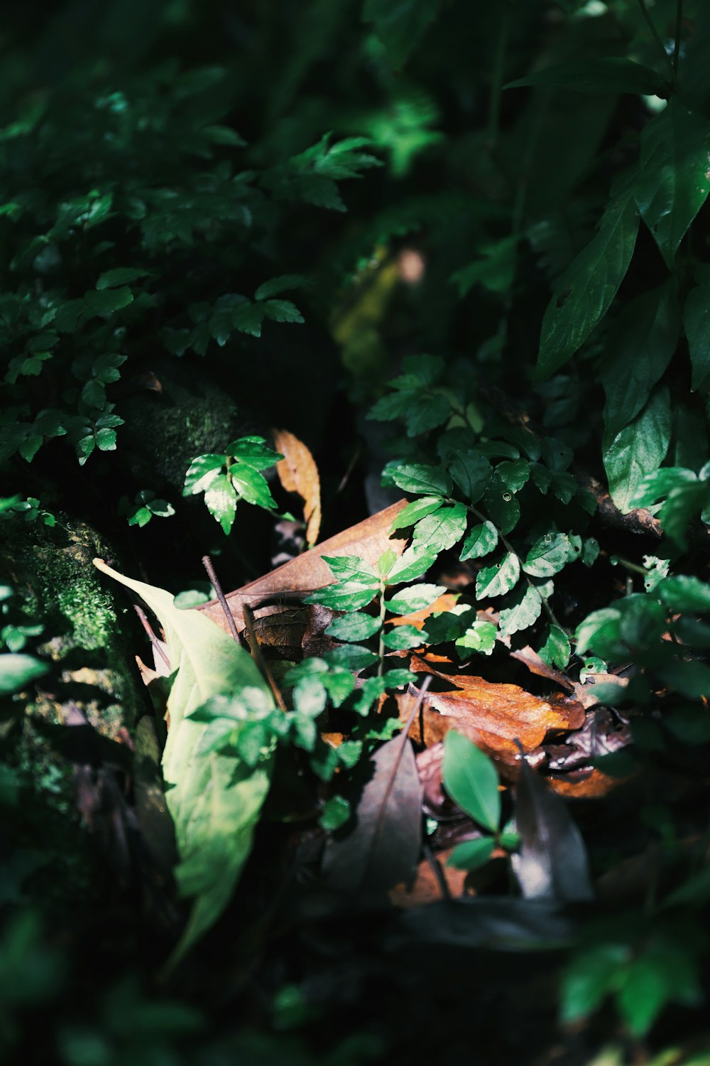 green leaves in tilt shift lens