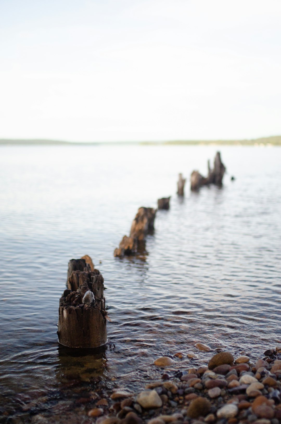 brown wood log on body of water