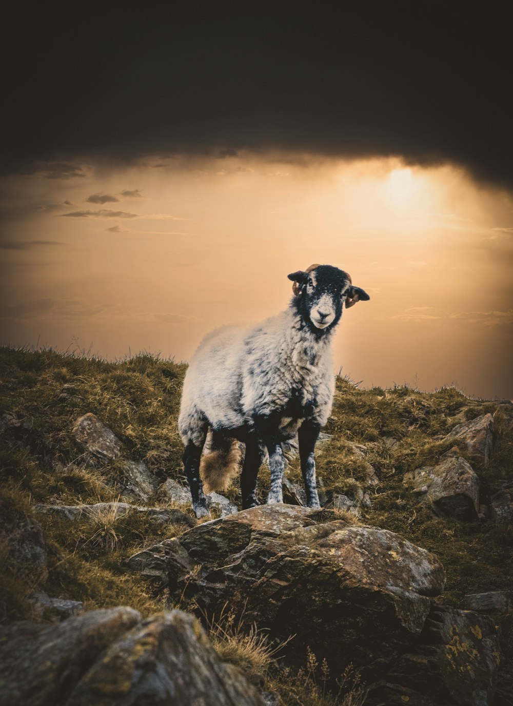 pecore bianche e nere su erba verde durante il tramonto
