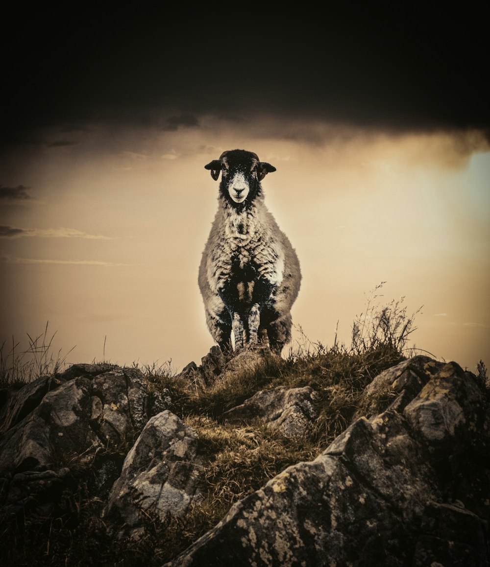 white and black short coated dog on brown grass field