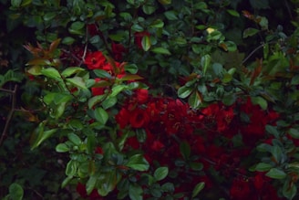 A vibrant red sandalwood tree plantation showcasing healthy growth.