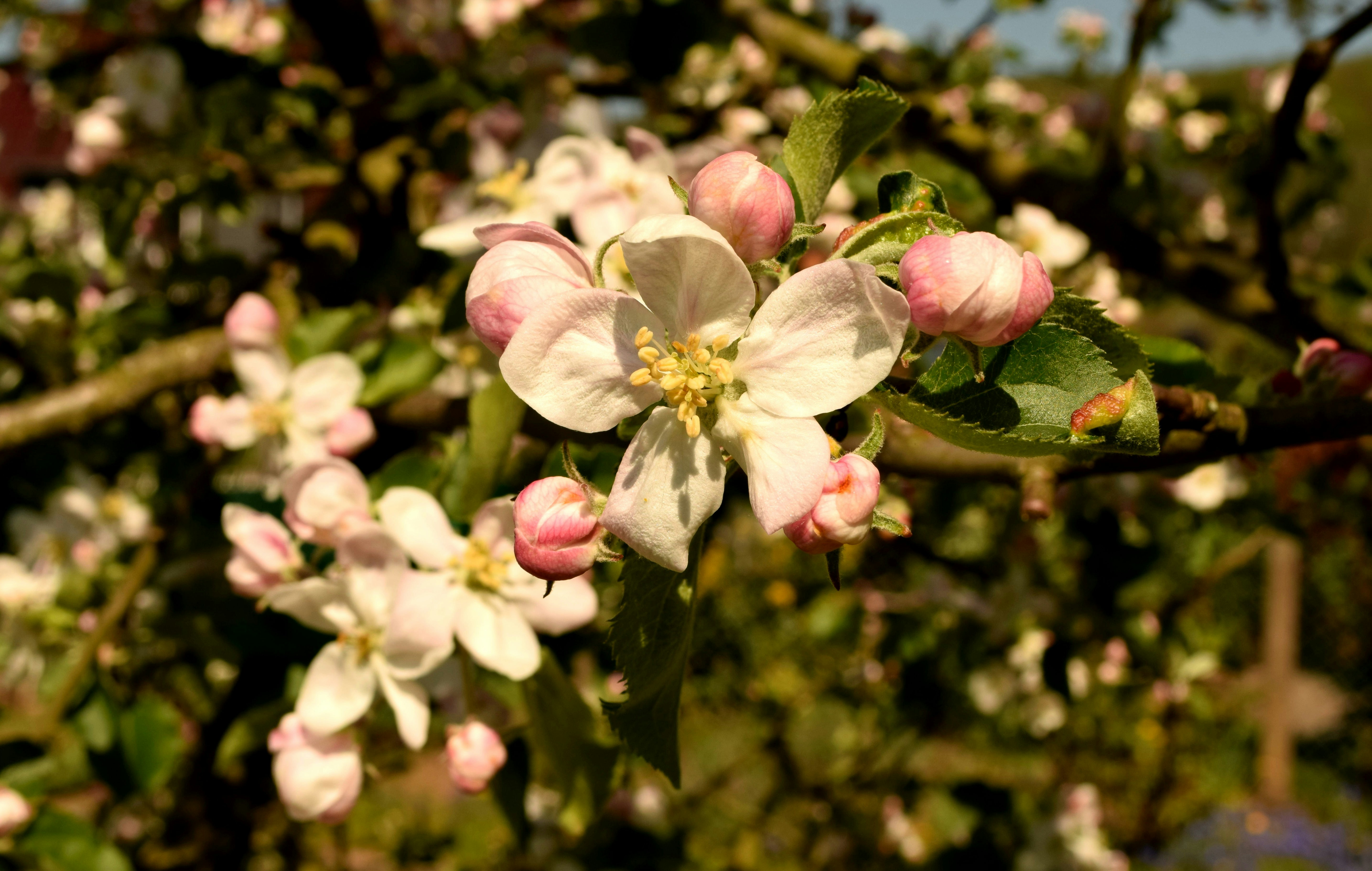 white and pink flower in tilt shift lens