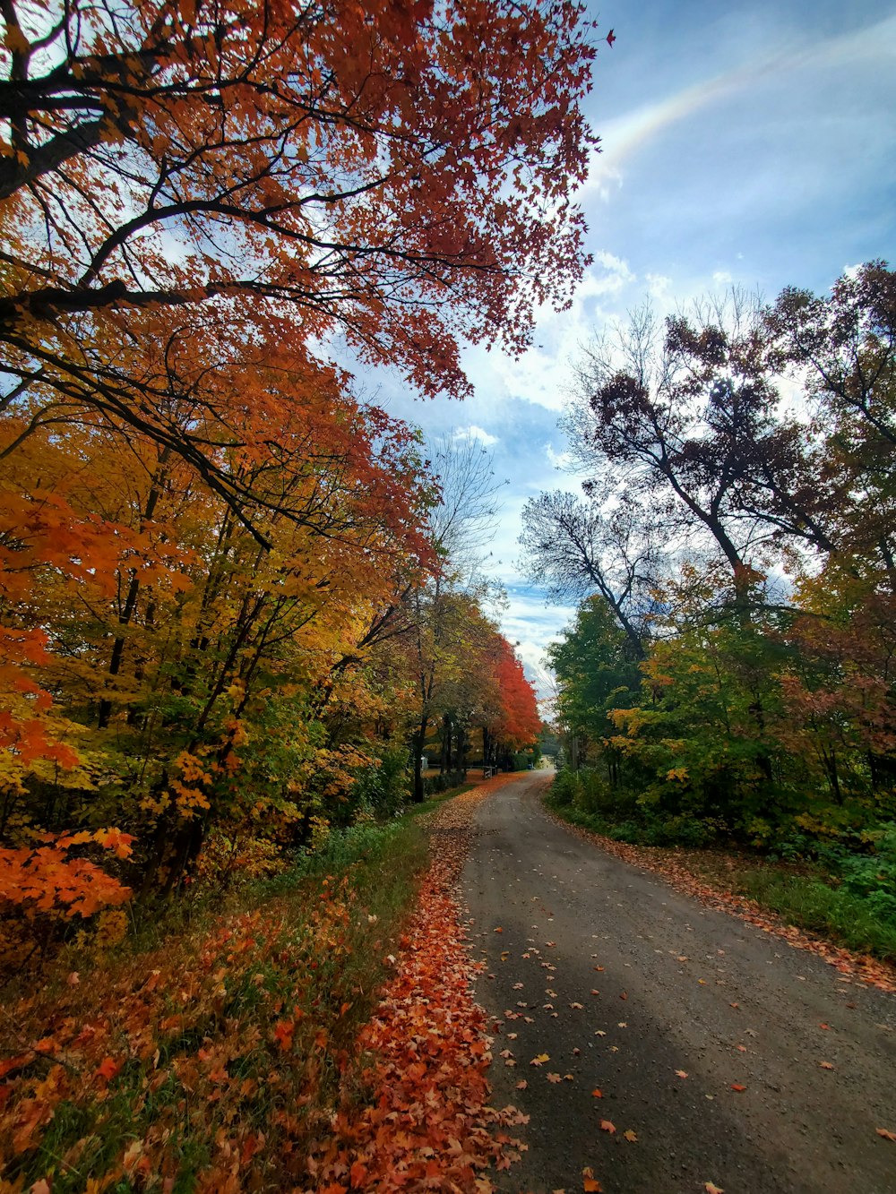 red and green trees beside road under white clouds and blue sky during daytime