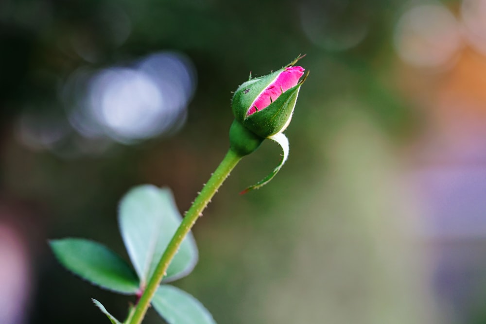 green and white flower bud in tilt shift lens