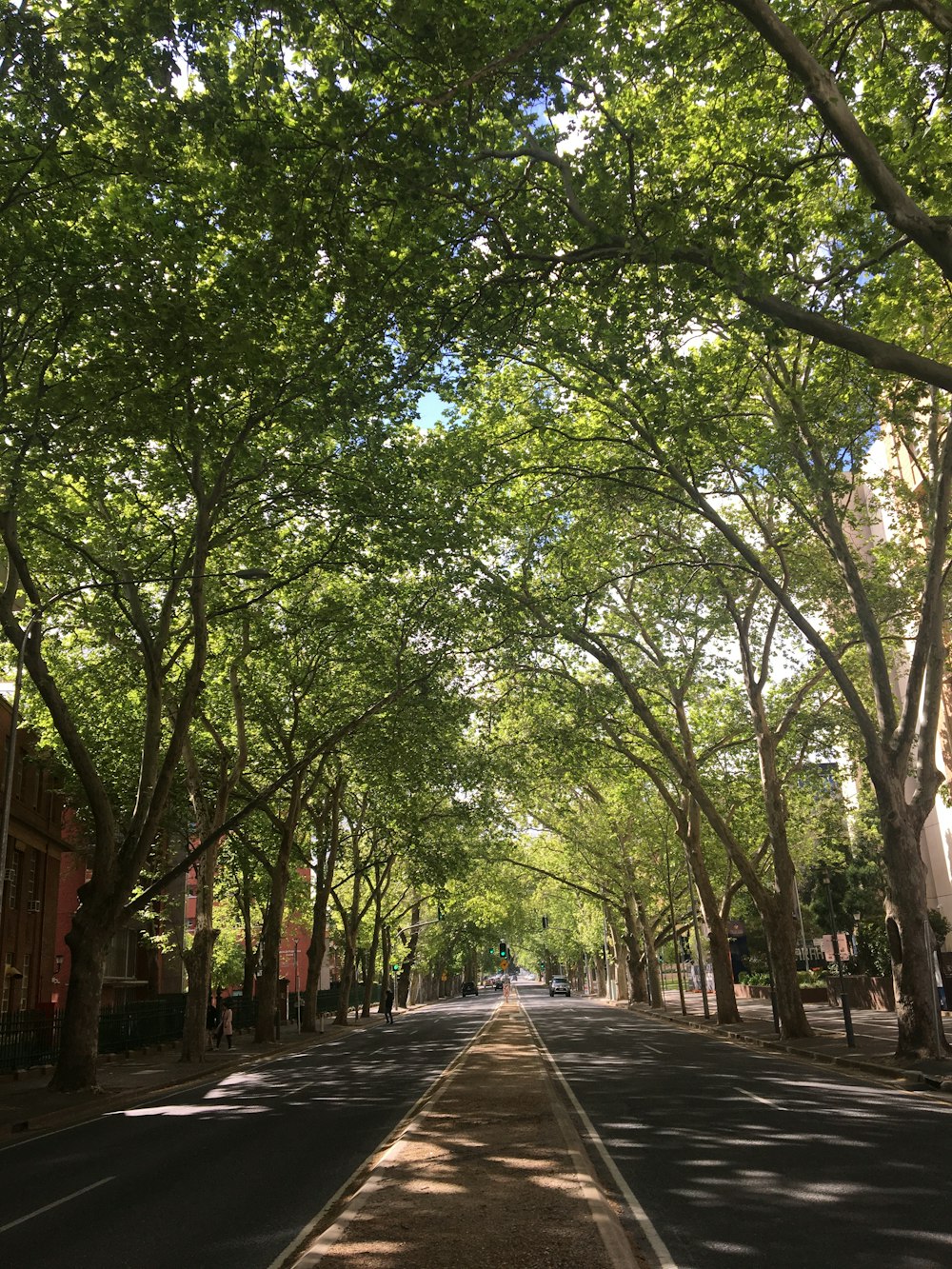 green trees on gray concrete pathway