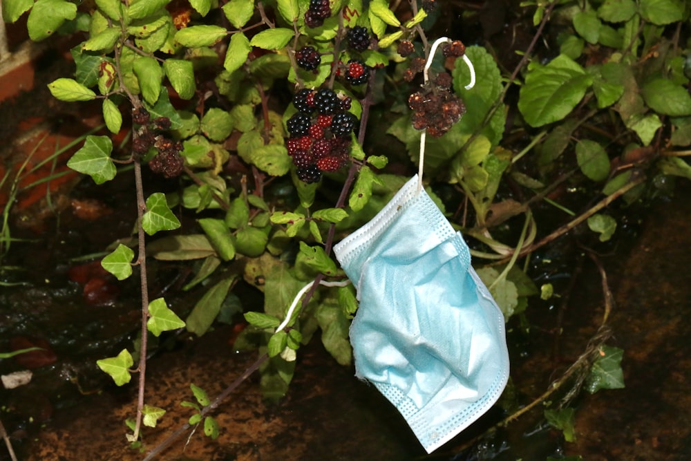 white panty on green plant