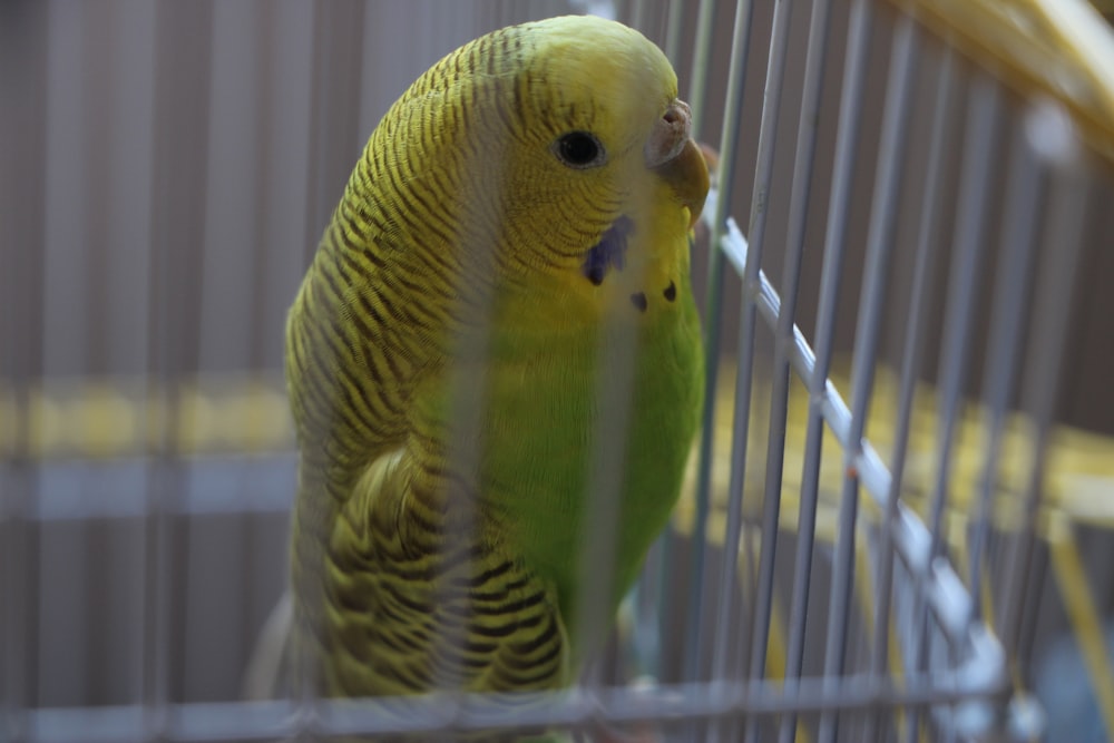 green and yellow bird in cage