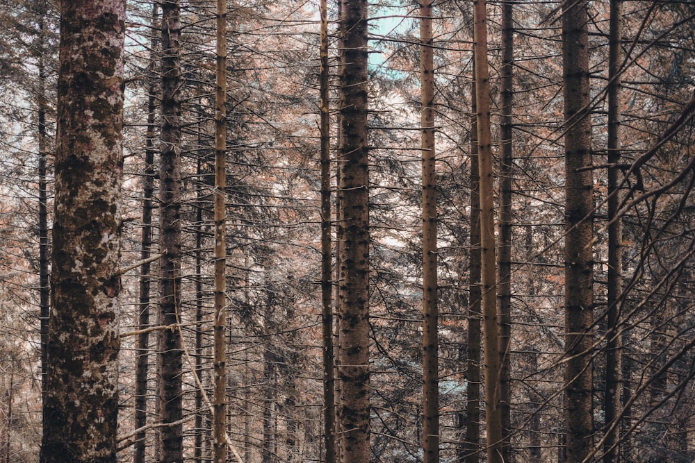 brown trees on forest during daytime