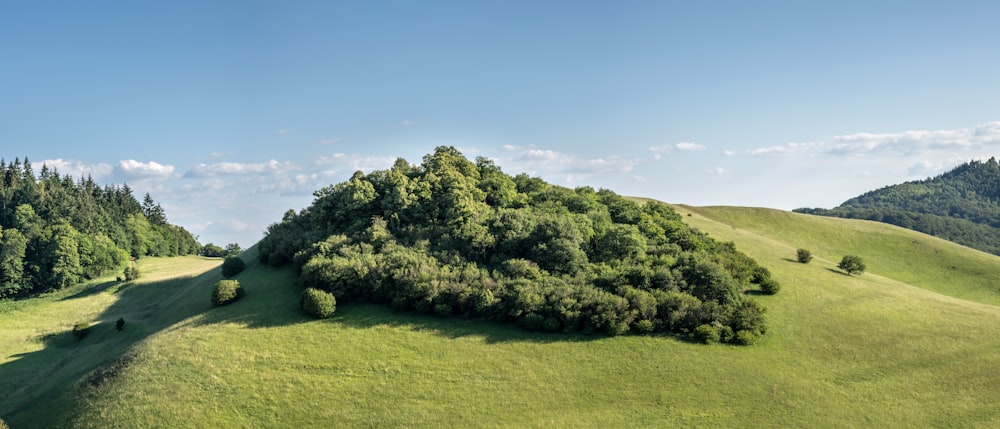 Champ d’herbe verte avec des arbres verts sous le ciel bleu pendant la journée