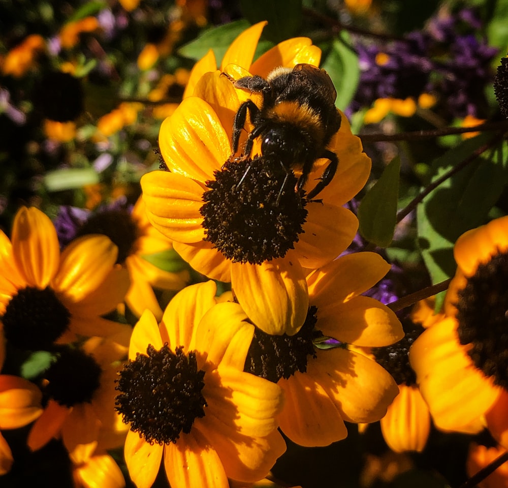 abelha preta e amarela na flor amarela